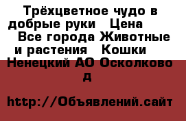 Трёхцветное чудо в добрые руки › Цена ­ 100 - Все города Животные и растения » Кошки   . Ненецкий АО,Осколково д.